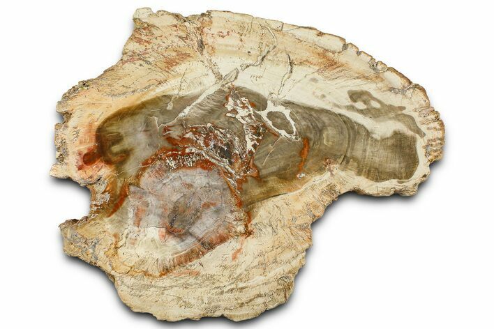 Beautiful Petrified Wood (Araucaria) Slab - Madagascar #361494